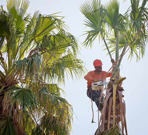 Best Tree Risk Assessment  in Bennettsville, SC